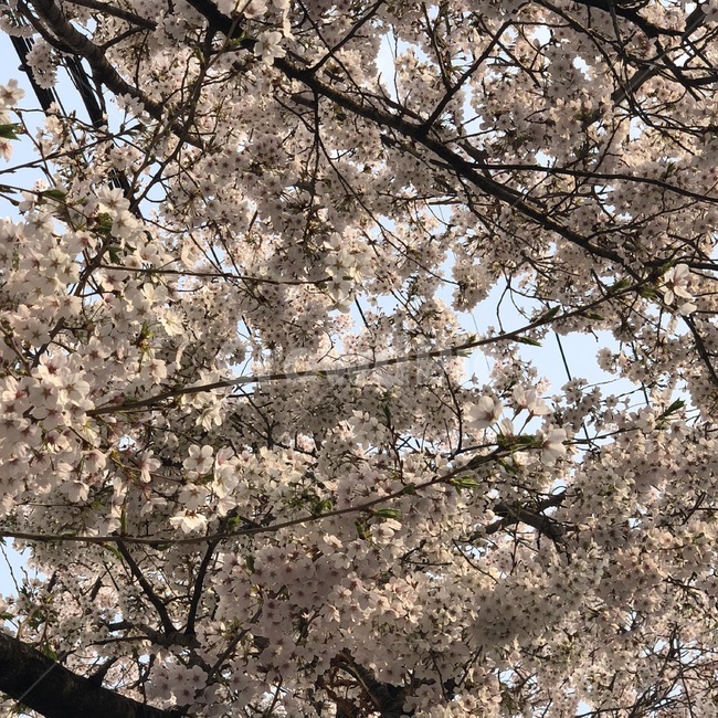 벚꽃,봄,꽃놀이,꽃나무,핑크,블로썸,하늘,자연,봄,계절,spring,season,plant,식물,flower,꽃,blossom