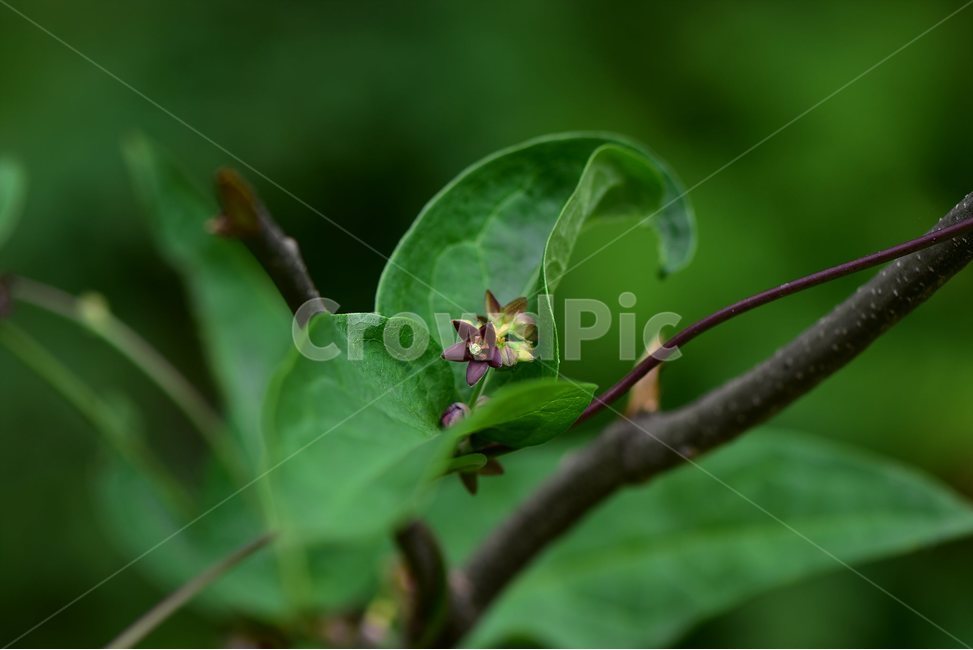 덩굴박주가리,야생화,꽃,식물,자연,생태,플라워,flower,plants,nature,식물,자연,plants,nature,꽃,flower