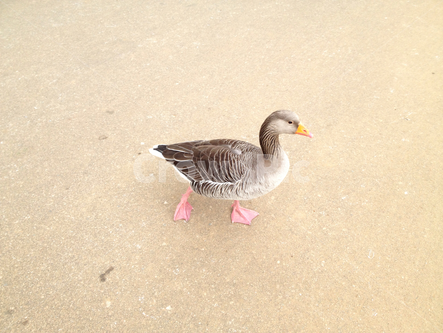 새,오리,핑크,노랑,분홍,아장아장,야외,베이지,duck,beige,pink,bird,walk,nature,자연