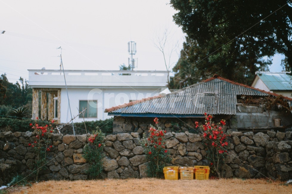돌담,풍경,야외,제주,집,제주도,jeju,jeju island,시골,마을,풍경,landscape,country,rural,town,wall,벽,outdoors,옥외