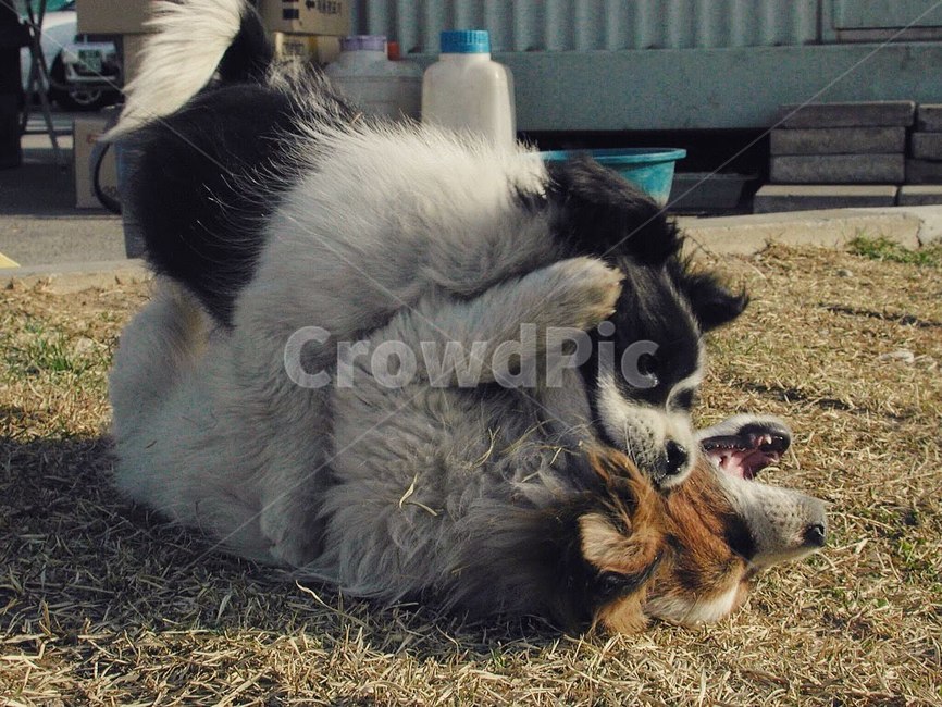 강아지,개,놀이,장난,싸움,야외,잔디,공격,다툼,동물,animal,포유류,mammal,개,강아지,dog,doggy