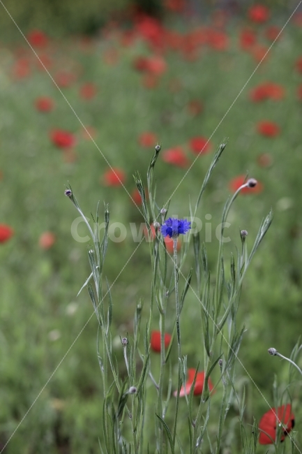 꽃,들꽃,파란꽃,빨간꽃,빨강,파랑,풀밭,꽃밭,풍경,야외,식물,자연,plants,nature,꽃,flower