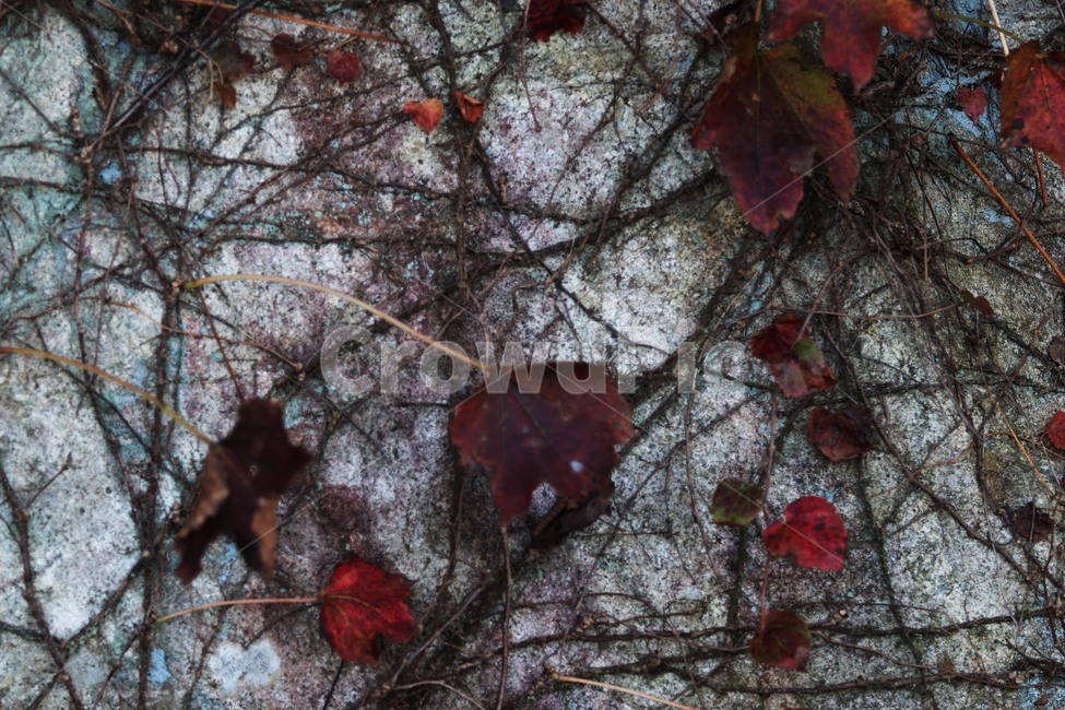 plant,식물,leaf,잎,tree,자연