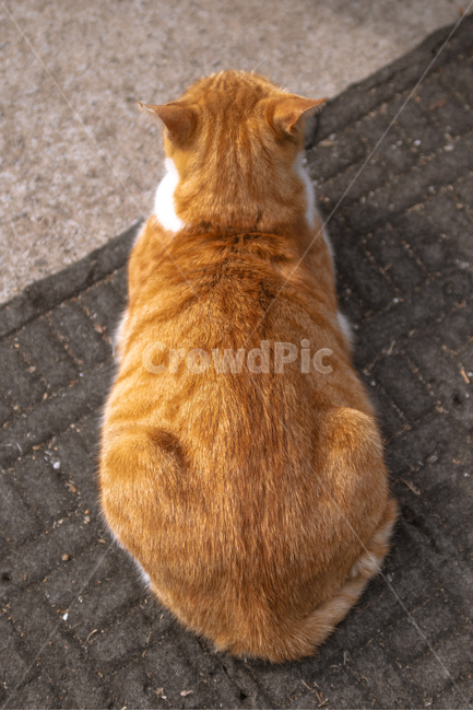 고양이,동물,뒷모습,cat,animal,kitty,휴식,동물,animal,포유류,mammal,고양이,cat,kitten,kitty