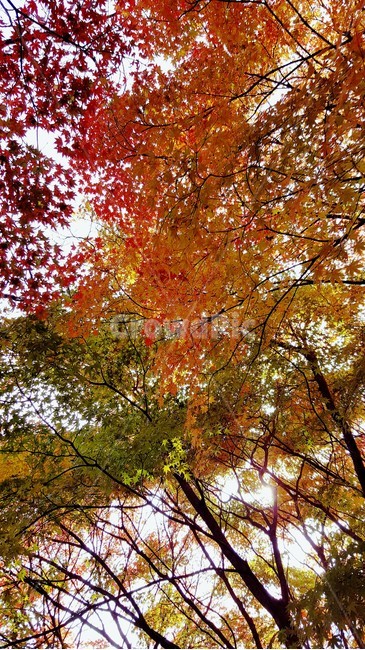 가을,단풍,내장산,fall,autumn,season,maple,잎,leaf,식물,plant,나무,tree,계절,자연,하늘,sky,colorful,가을,계절,fall,autumn,season,나무,trees,wood