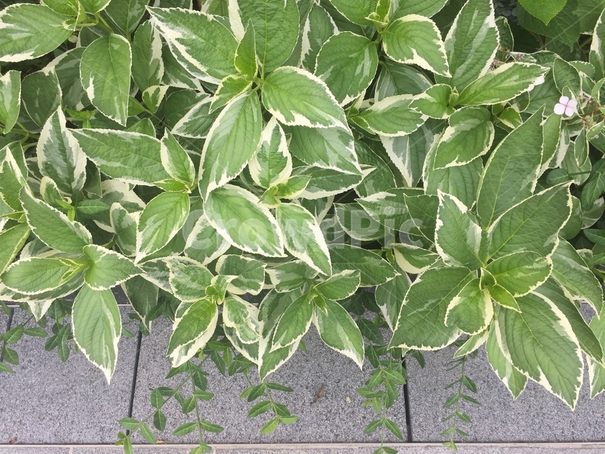 leaf,plant,식물,잎,화단,식물,자연,plants,nature