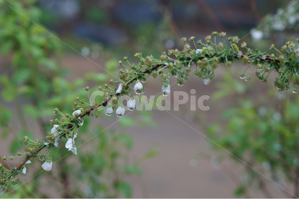 비,나무,물방울,흐림,흰색,오후,봄,계절,spring,season,식물,자연,plants,nature,꽃,flower,비,비오는날,rain,rainy