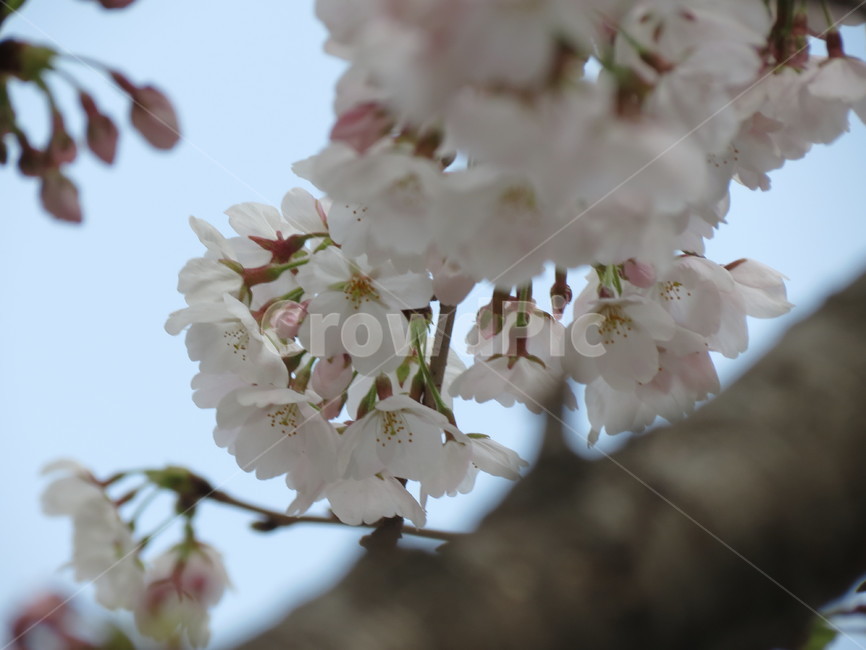 벚꽃,봄,나무,자연,하늘,분위기,사쿠라,꽃,감성,벚나무,배경화면,흰벚꽃,생명,sakura,cherryblossoms,spring,봄,계절,spring,season,plant,식물,flower,blossom