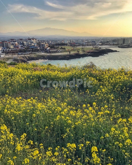 함덕,서우봉,유채꽃,제주도,제주,자연,한라산,자연,풍경,nature,landscape,한국자연풍경,한국자연경관,korea nature landscape,제주도,jeju,jeju island,휴식,힐링,rest,relaxation,healing,outdoors,옥외,grassland,목초지,field,들,meadow,rural,농촌,farm,농장
