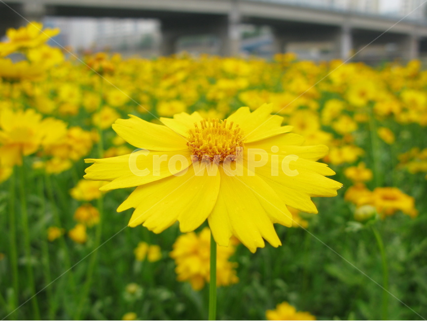 들국화,노란국화,노란들국화,노란꽃,노란들꽃,식물,자연,plants,nature,꽃,flower
