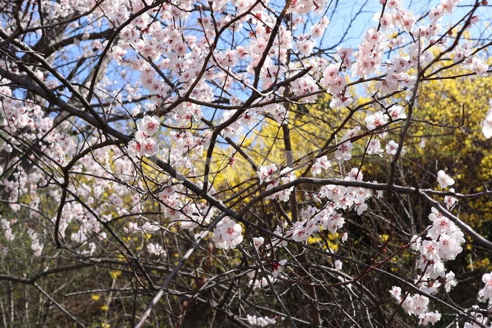 벚꽃,봄,봄꽃,분홍색,하늘