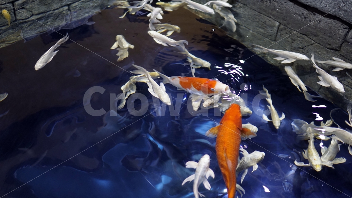 물고기,잉어,열대어,붕어,생선,어류,수족관,낙시,fish,어항,금붕어,수산,해양,바다,생물,동물,물속,바다속,바닷속,animal,수중,생명,자연,nature,물결,동물,animal,어류,물고기,fish
