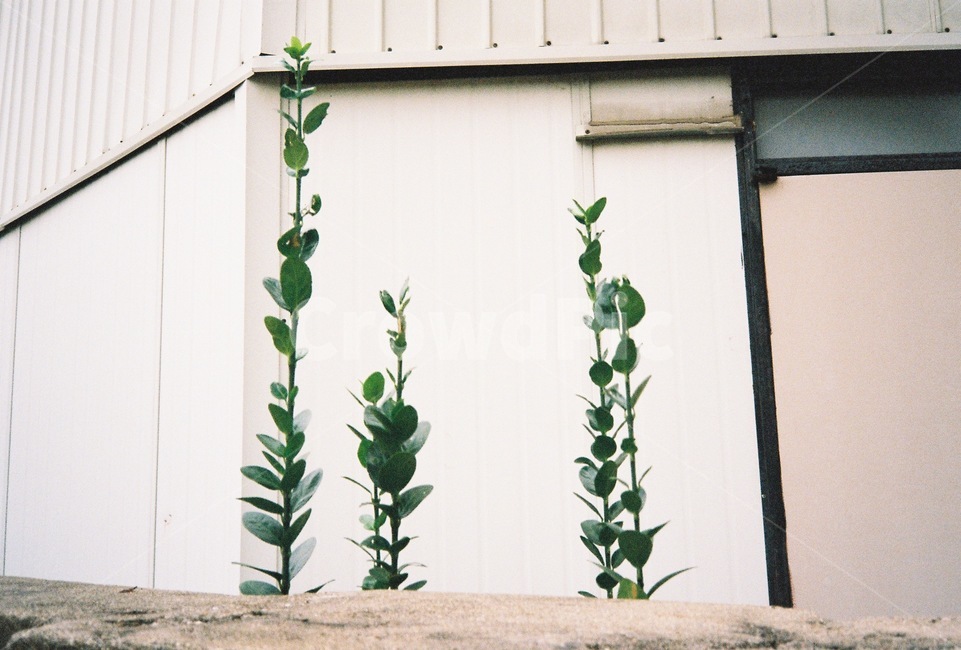 plant,식물,필름카메라,풀,film,식물,자연,plants,nature