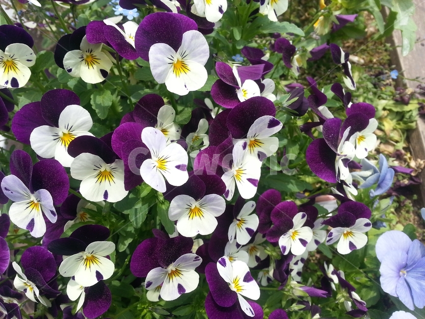 꽃,봄,원예,아름다움,식물,flower,bloom,floral,beautiful,plant,식물,자연,plants,nature,꽃,flower