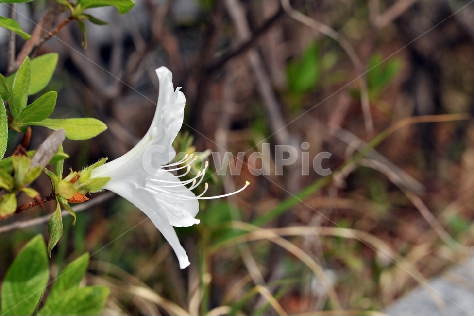 철쭉,진달래,봄꽃,힌철쭉,식물,꽃,봄,계절,spring,season,식물,자연,plants,nature,꽃,flower,plant,blossom