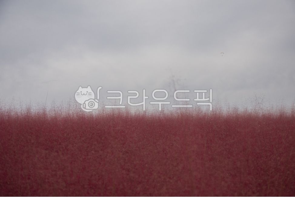 꽃,핑크뮬리,식물,자연,보라색,nature,옥외,목초지,field,들,outdoors,plant,grassland,꽃잎