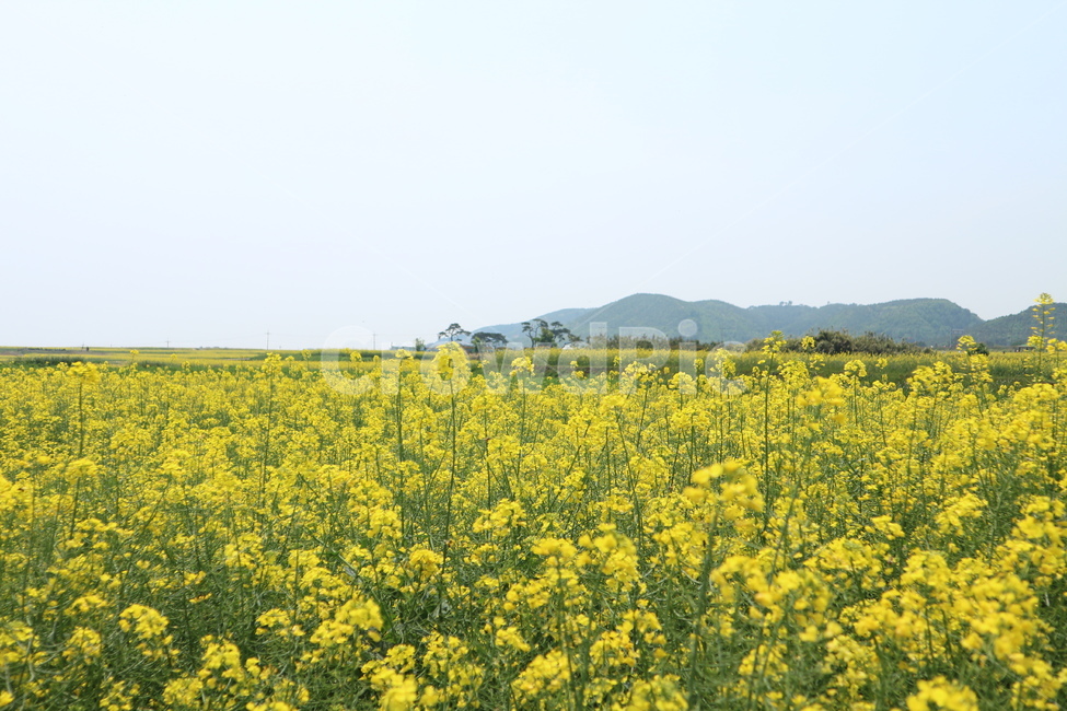 outdoors,옥외,field,들,grassland,자연,nature,목초지,호미곶,유채꽃,노랑,식물,자연,plants,nature,꽃,flower
