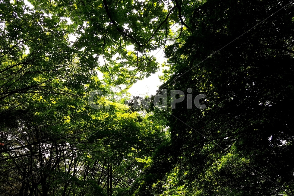 숲,나무,자연,식물,녹음,여름,연두,녹색,숲그늘,green,cool,woods,forest,evergreen,leaves,branches,sunlight,shadow,healing