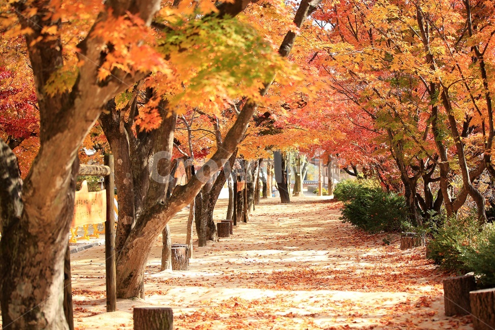 가을,단풍,단풍길,가을단풍,아름다운길,가을햇살,가을,계절,fall,autumn,season,자연,풍경,nature,landscape,tree,나무,plant,식물,leaf,잎,maple