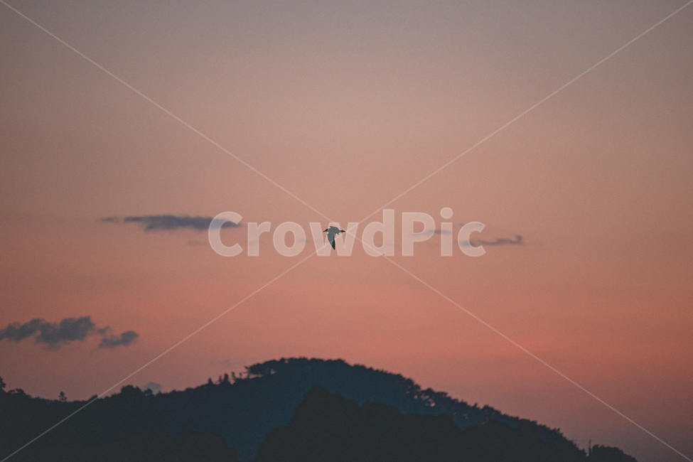 자연,풍경,일출,새,갈매기,bird,하늘,자연,풍경,nature,landscape,adventure,모험,leisure activities,레저 활동,outdoors,옥외