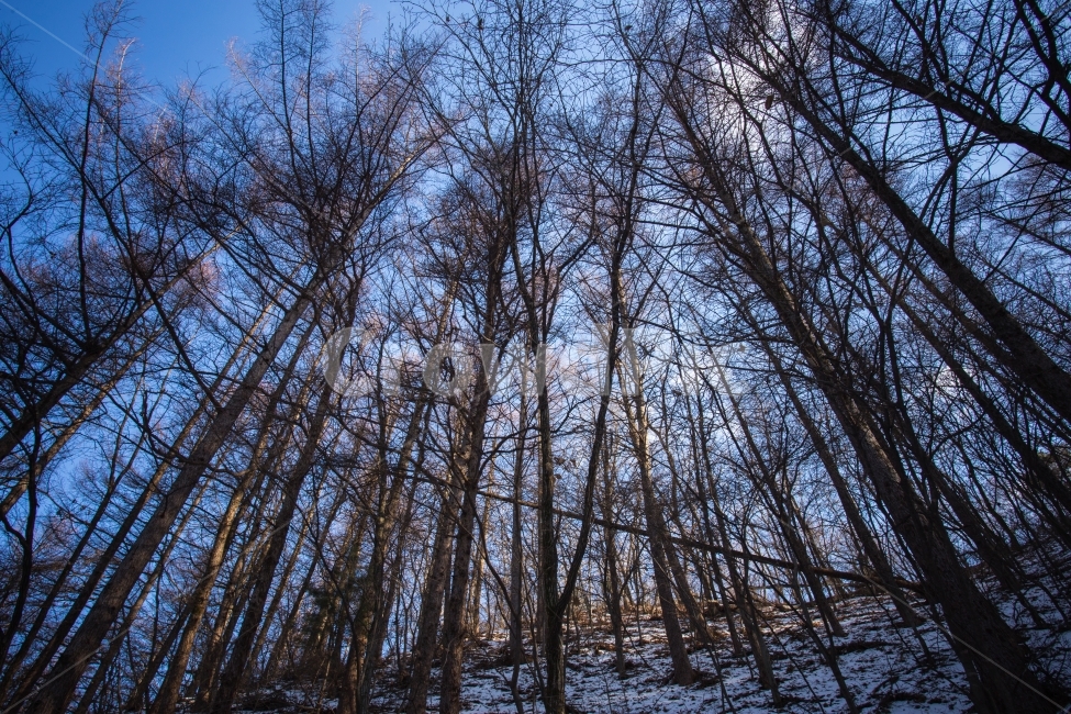 눈,겨울,지리산,풍경,설경,winter,snow,겨울,계절,winter,season,자연,풍경,nature,landscape,식물,plants,나무,trees,wood,tree,plant,woodland,삼림지,outdoors,옥외,vegetation,초목,land,땅,forest,숲,grove,작은 숲