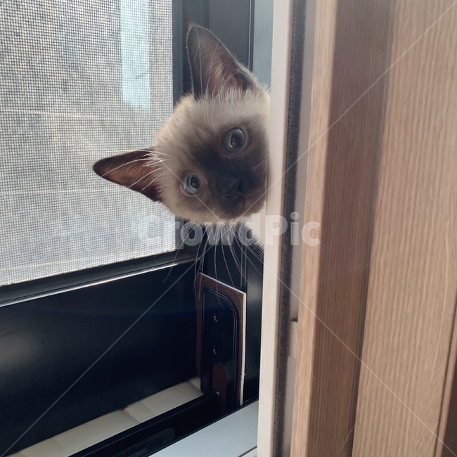동물,고양이,반려묘,귀여워,샴