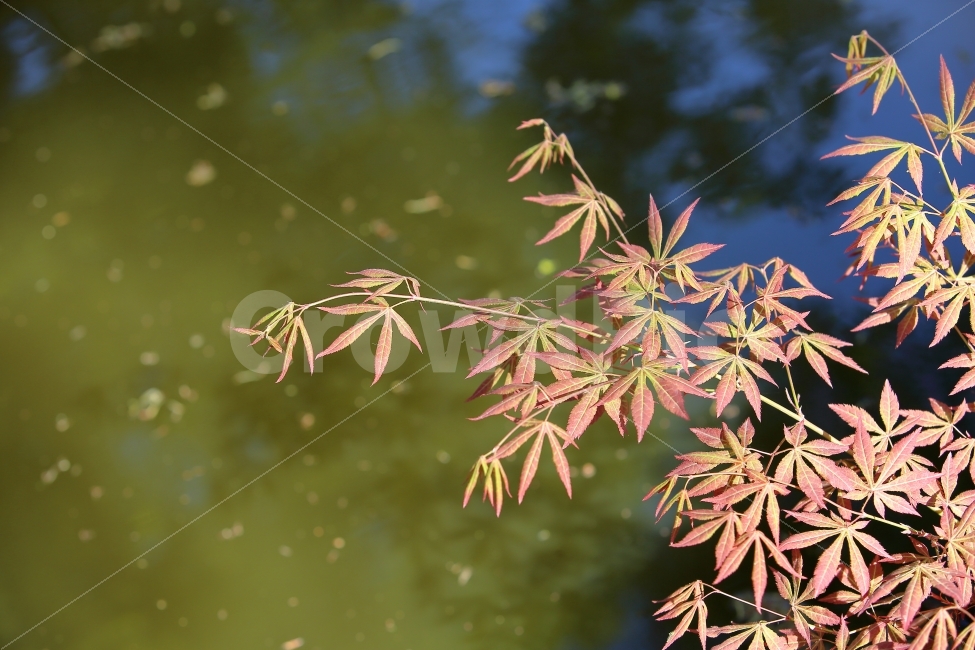 감성,이미지,꽃,단풍,봄,색감,사진,자연,풍경,식물,자연,plants,nature