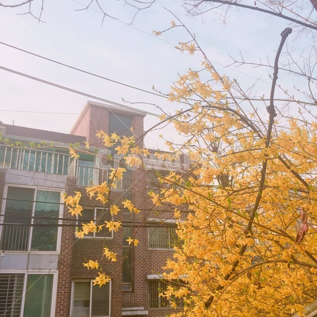 단풍잎,단풍나무,낙엽,나뭇잎,나무,가을,풍경,자연,감성사진,plantsnature,계절,fall