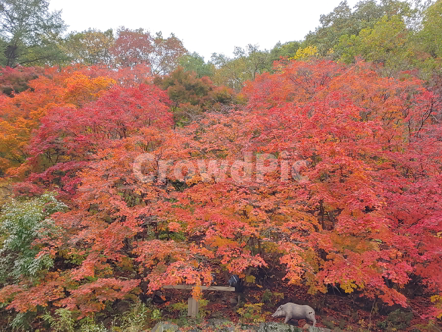 단풍,가을,물,나무,빨강단풍,가을,계절,fall,autumn,season,자연,풍경,nature,landscape,tree,maple,plant,식물