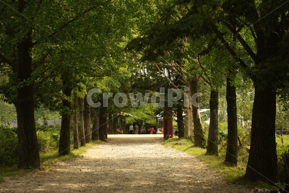 길,나무,숲,오솔길,외길,자연,풍경,nature,landscape,한국자연풍경,한국자연경관,korea nature landscape,plant,식물,tree,outdoors,옥외,garden,정원