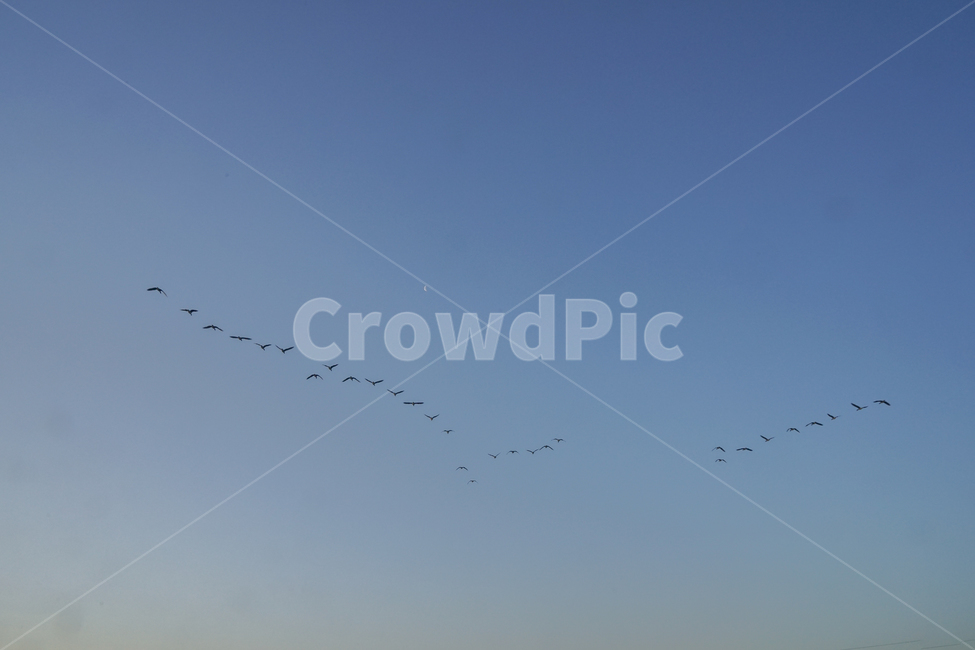 새,조류,철새,겨울철새,동물,비행,떼,감성,하늘,동물,animal,조류,새,birds