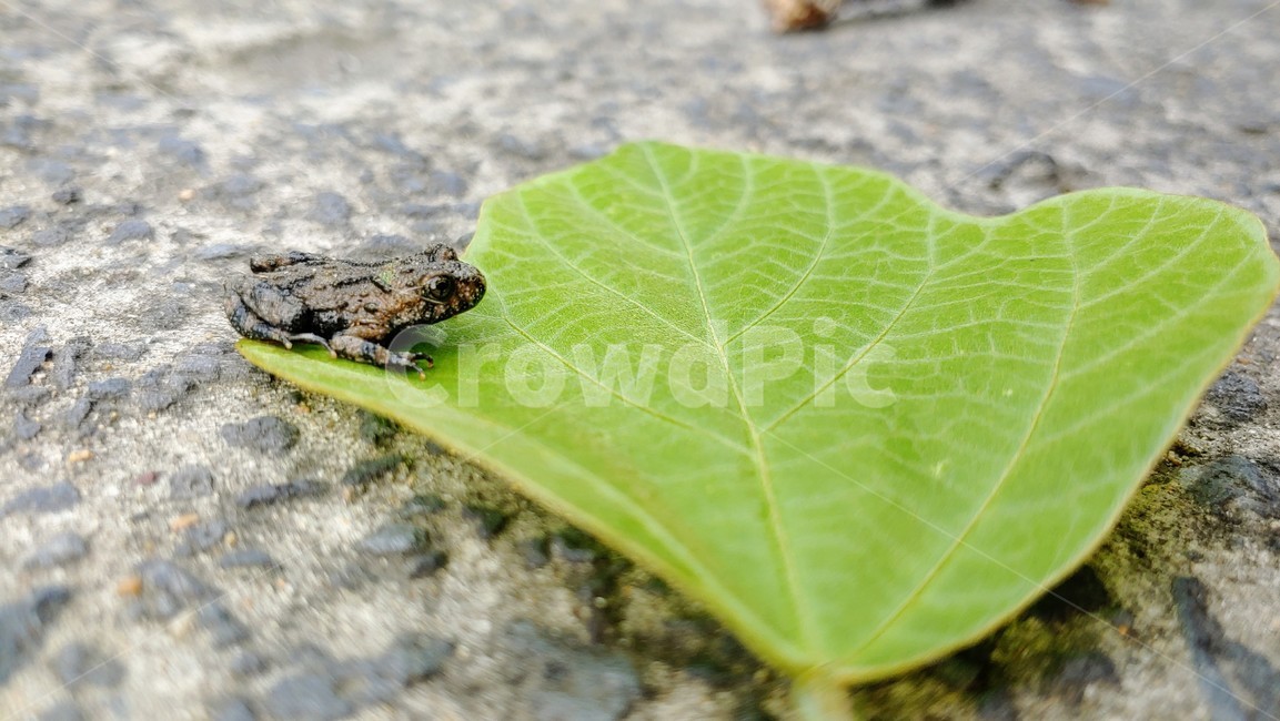 개구리,frog,babyfrog,nature,새끼개구리,작은개구리,leafandfrog