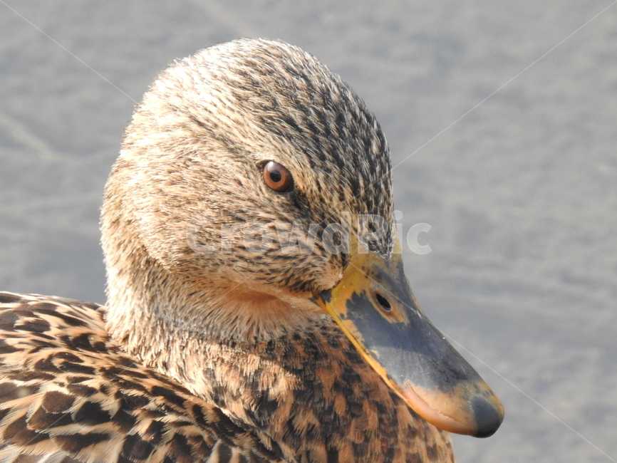 새,자연,동물,조류,생물,동물,animal,조류,새,birds