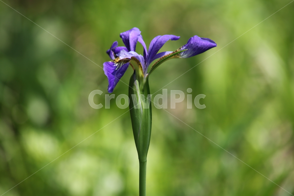 붓꽃,창포,계손,lesiris,irisnertschinskia