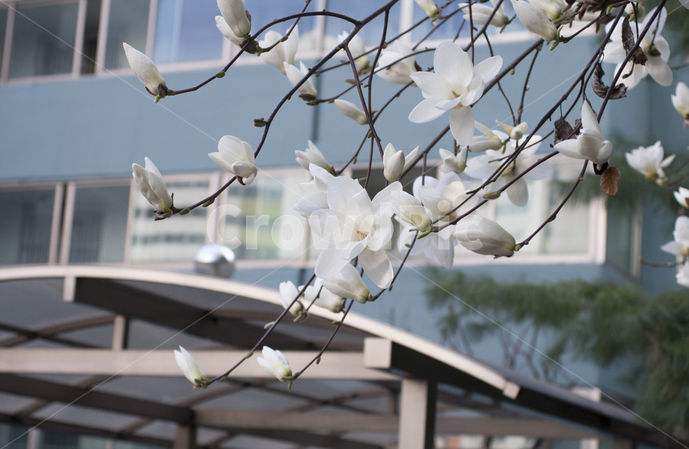 봄,spring,magnoliablossom,꽃구경,소녀감성,아파트,식물,자연,plants,nature,꽃,flower