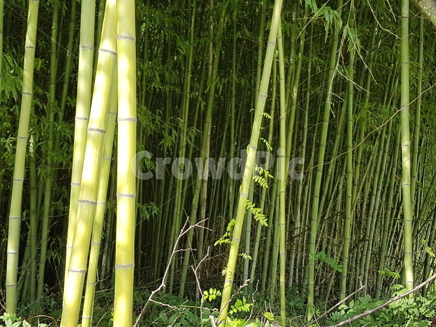 대나무숲,녹색,대나무,대,절개,자연,풍경,nature,landscape,plant,식물