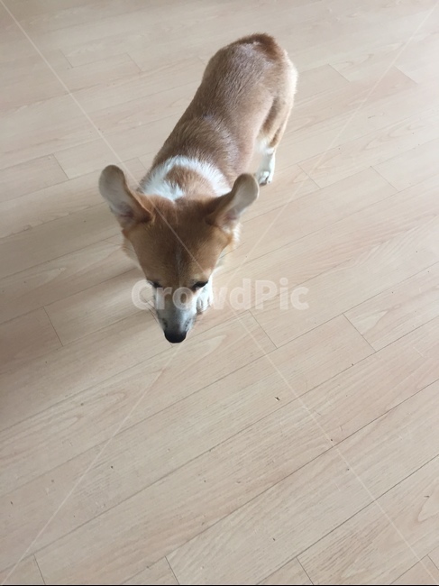 웰시코기,강아지,코코강아지,귀여운강아지,암컷,동물,animal,포유류,mammal,개,강아지,dog,doggy