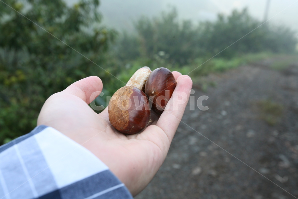 밤,시골,열매,여행,자연,풍경,손,chestnut,thecountry,fruit,hand,travel,nature,사람,인물,인간,human,person,신체일부,몸,body,음식,식재료,요리,food,cook,meal,dishes,food reserves