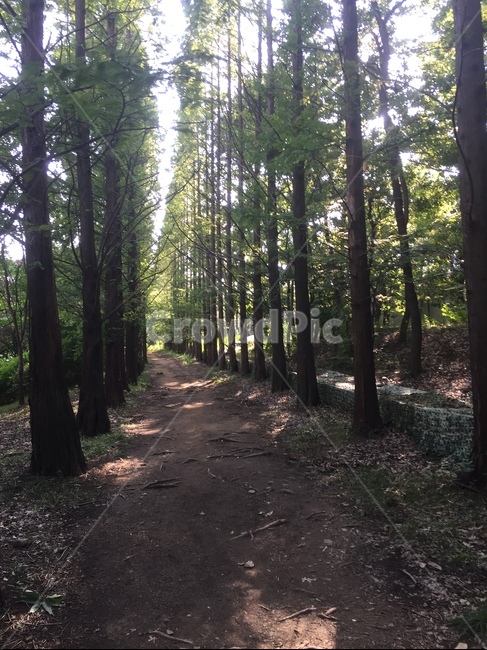 메콰세타이어,도심숲길,도시숲길,숲길,오솔길