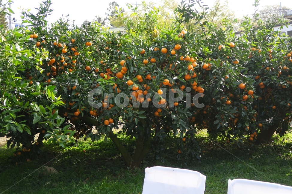감귤나무,감귤,나무,식물,야외,자연,과일,먹거리,귤,과수원,과일,열매,fruit,산업,industry,industrial,농업,농사,agriculture,farming,farming industry