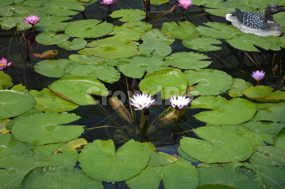 연꽃,식물,꽃,flower,plant