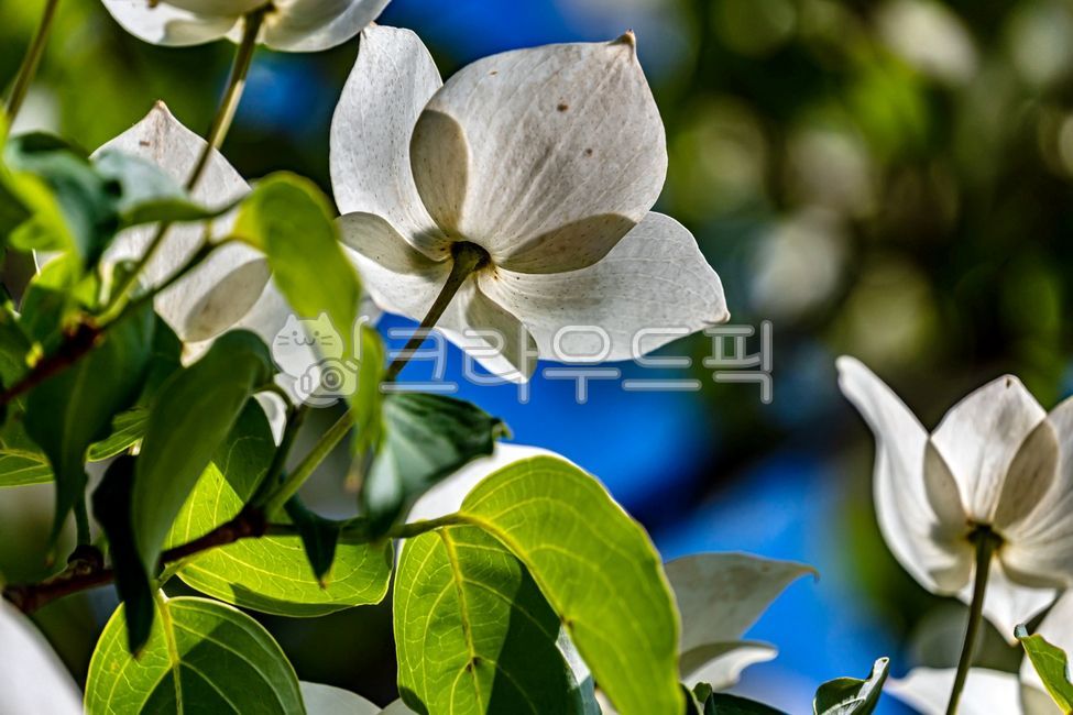 산딸나무,산딸나무꽃,봄꽃,취과,자연,식물,nature,플라워,flower,plants,cornuskousa,봄,spring