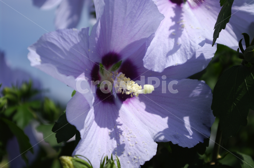 무궁화,꽃,식물,flower,color,식물,자연,plants,nature,꽃,flower