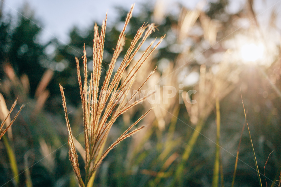 가을,갈대,햇살,햇볕,자연,풀,풀잎,잎사귀,가을,계절,fall,autumn,season,식물,자연,plants,nature,휴식,힐링,rest,relaxation,healing,plant,grass,잔디,food,음식