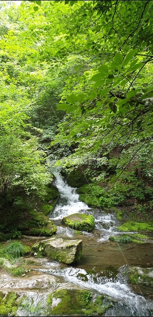 폭포,시원함,계곡,숲속,옹달샘,자연,풍경,nature,landscape,water,물,outdoors,옥외,stream,흐름,creek,작은 만