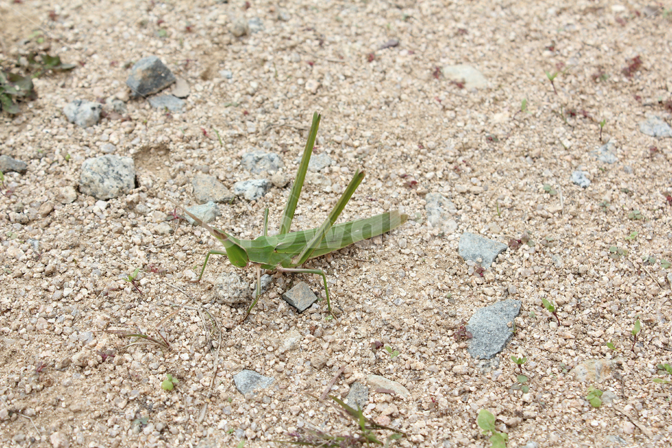 방아깨비,곤충,메뚜기,암컷,초록,그린,녹색,자연,벌레,흙,흙바닥,모래,바닥,땅,땅바닥,돌멩이,곤충,벌레,insect,bug