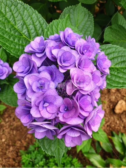 geranium,제라늄,flower,꽃,plant,식물,식물,자연,plants,nature,꽃,flower
