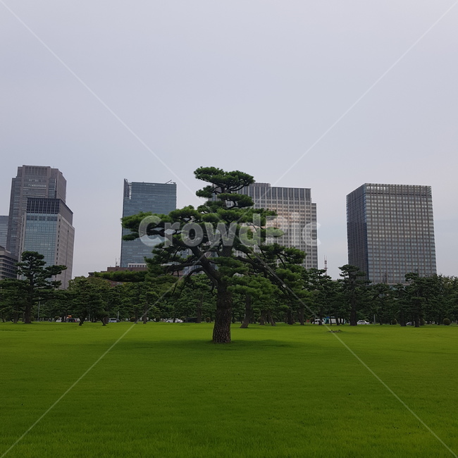 도심속소나무,소나무,평원,나무,공원,건물사이소나무