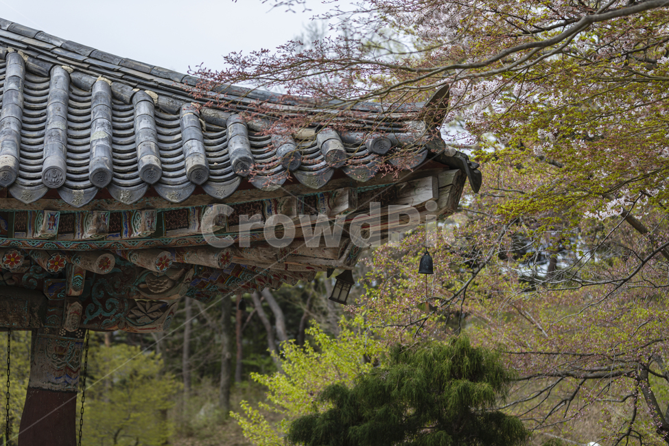 사찰,지붕,봄,벚꽃,산사,roof,old,traditional,religion,ancient,wooden,history,historic,beautiful,house,temple