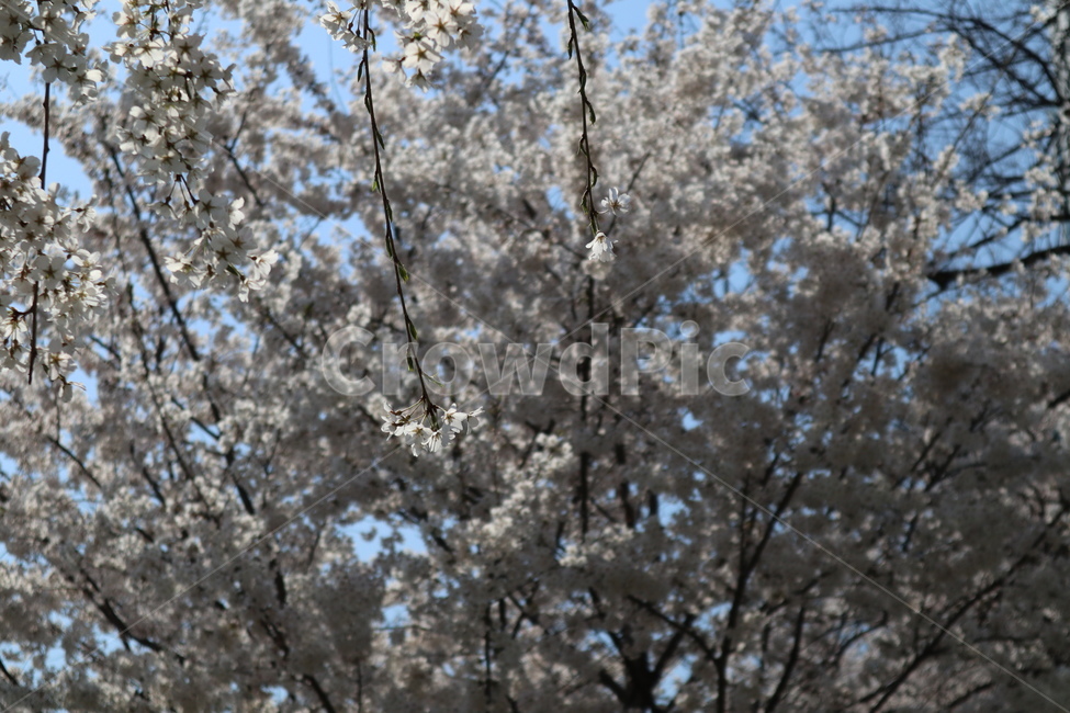 산책길,벚꽃,벚꽃나무,꽃,나무,plant,식물,flower,blossom